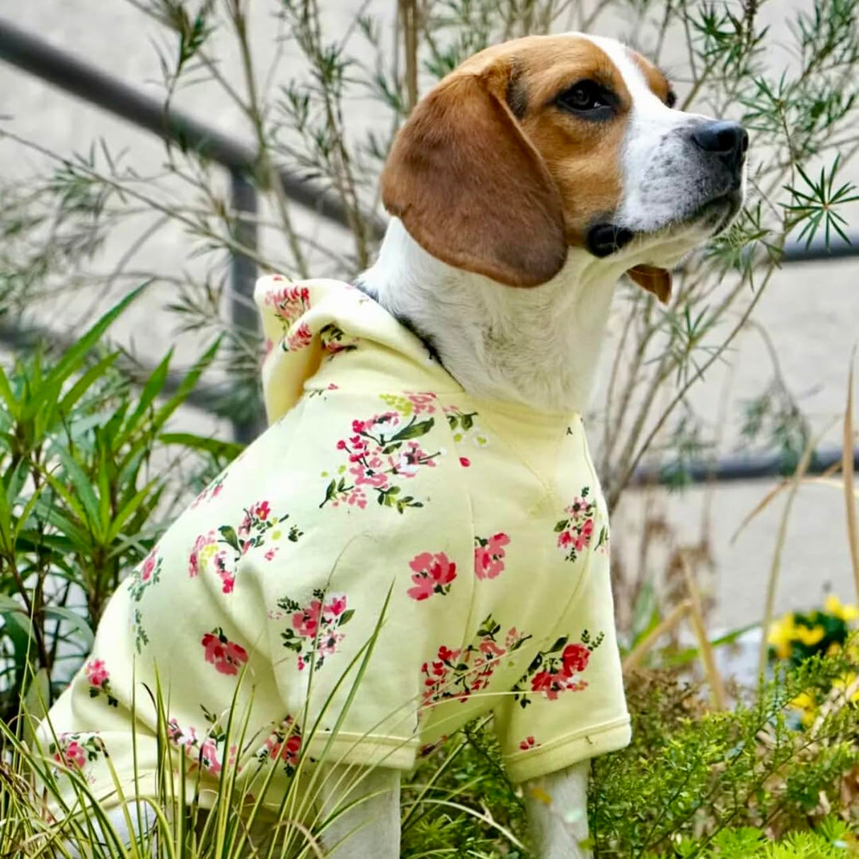 Blueberry Pet Floral Dog Hoodie, Rose Print Pullover Sweatshirt for Large Dogs, 20" Back Length, Lightweight Spring Outfit in Pastel Yellow