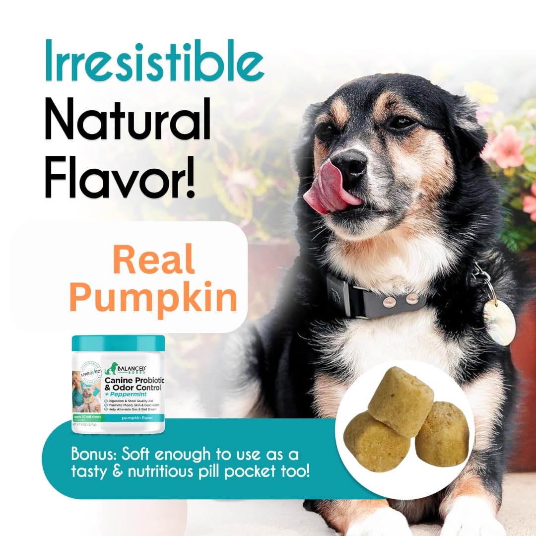 Balanced Breed Dog Probiotics Digestive Health Enzymes Made in USA Vet-Pharmacist Approved Fortiflora Probiotics Dogs Anti Yeast Supplements Constipation Relief Dog Yeast Itchy Skin Itchy Ears Non-GMO