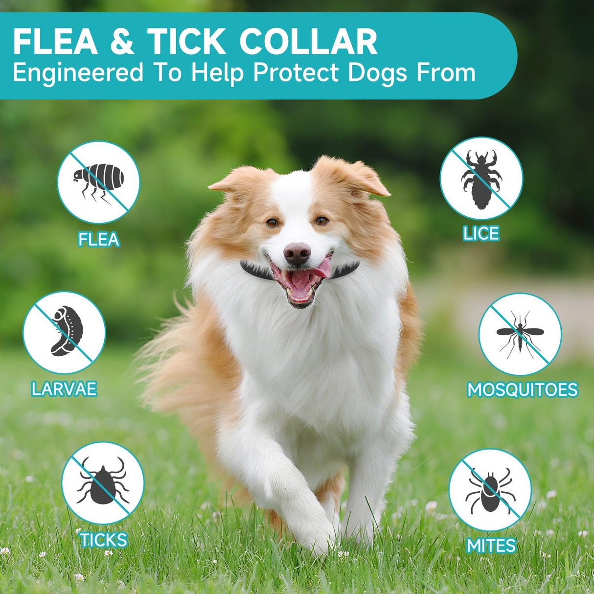 Flea and Tick Prevention for Dogs, 4 Pack Flea Collar for Dogs, Dog Flea and Tick Treatment, 32 Months Protection, Waterproof, Adjustable Collar for Dog, One Size Fits All for All Breeds, Black