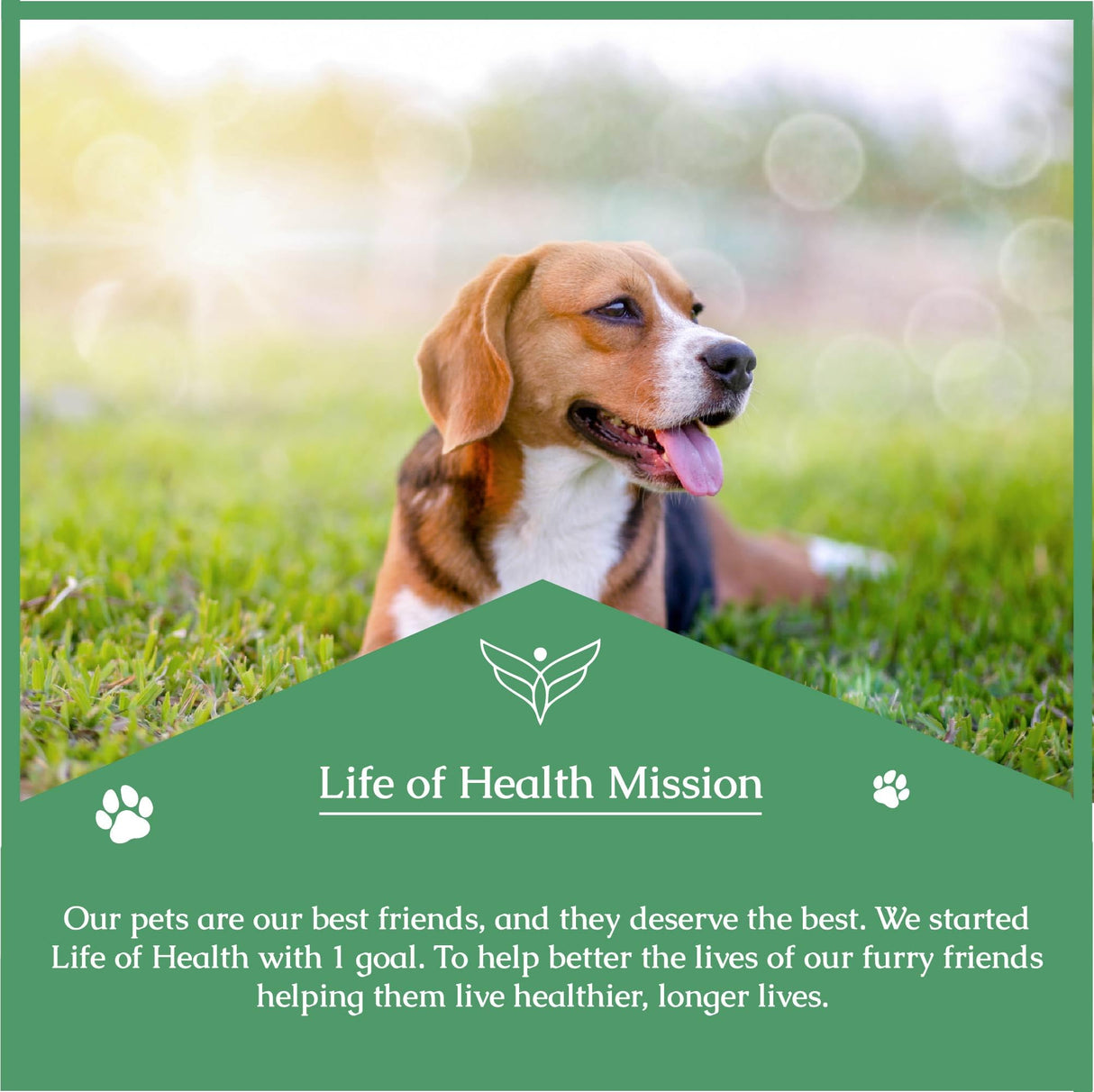 Quercetin for Dogs - Quercetin for Dogs Allergies - Supports Immune, Respiratory, Skin Health & More - Dog Allergy Support - Dog Allergy Relief - 1 fl oz