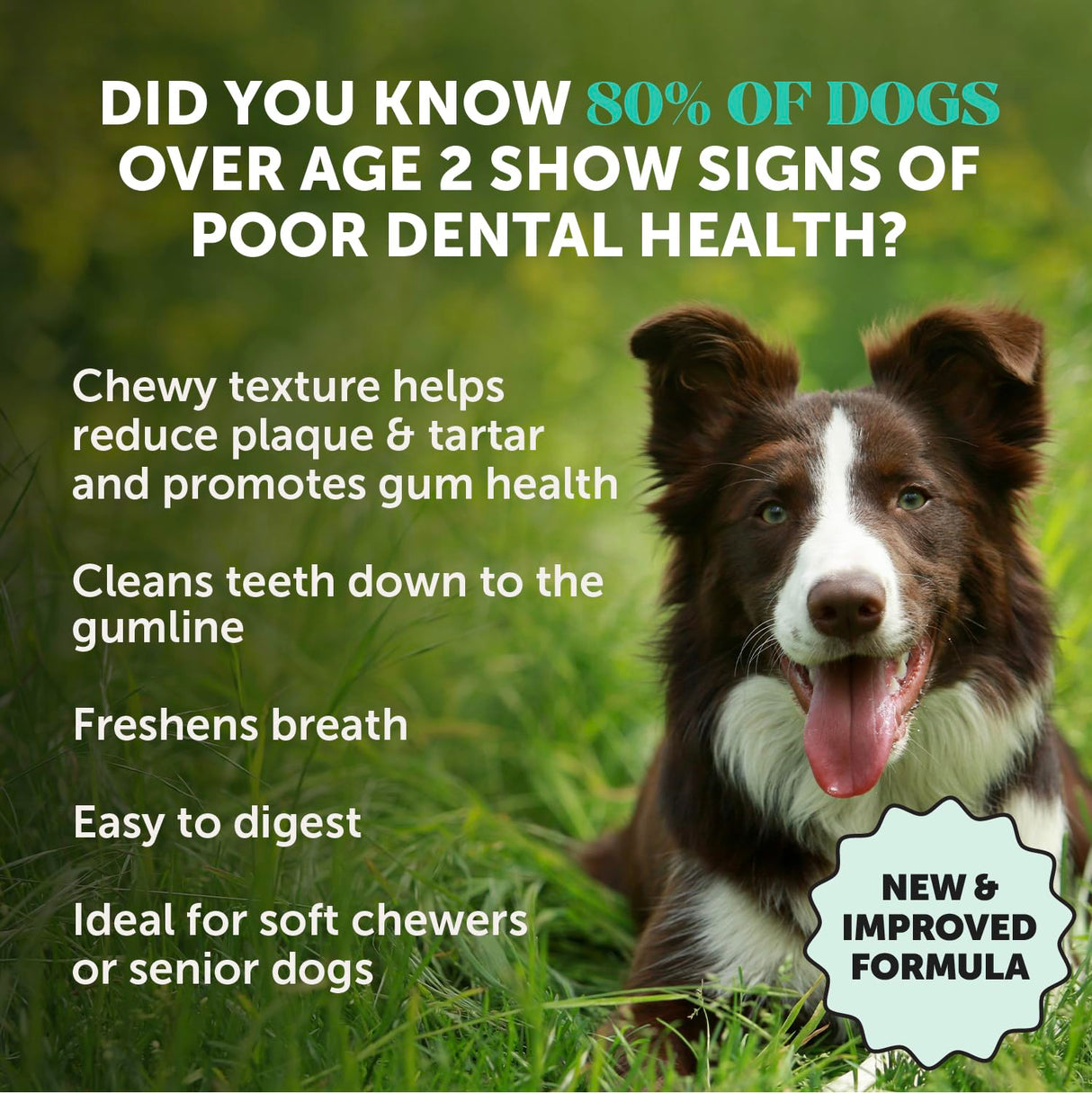 Dental Health Fresh Sticks – Dog Dental Treats & Chews for Oral Care – Dental Sticks for Dogs to Freshen Breath, Remove Tartar & Plaque, Support Gum Health & Bright Teeth Dog Oral Supplement – 16 Ct