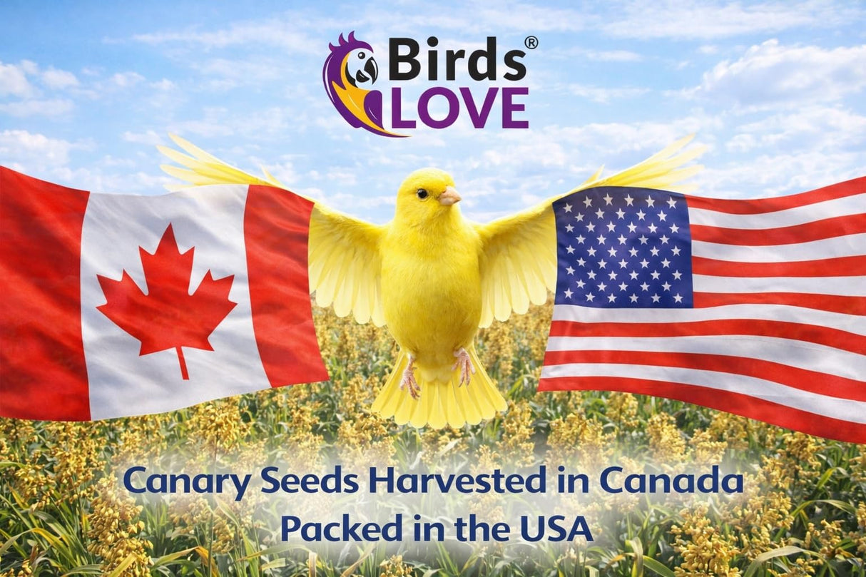 Birds Love Alpiste Canary Seed – 100% Pure, Non-GMO, Double Cleaned Food for Canaries, Finches, Budgies & Parakeets – No Additives, Bird Feed, 5 lbs