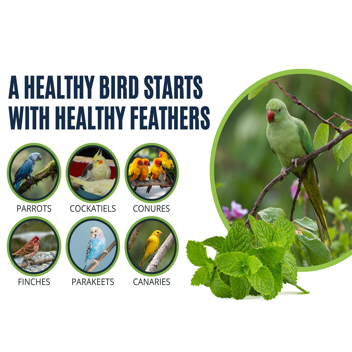 Bird Aloe Vera Spray – Soft Feathers Conditioner & Skin Moisturizer -16 OZ- for Parrots, Cockatiels, Conures & All Birds – Natural Aloe Mist for Molting Relief, Sooths Itchy Dry Skin Feather Plucking