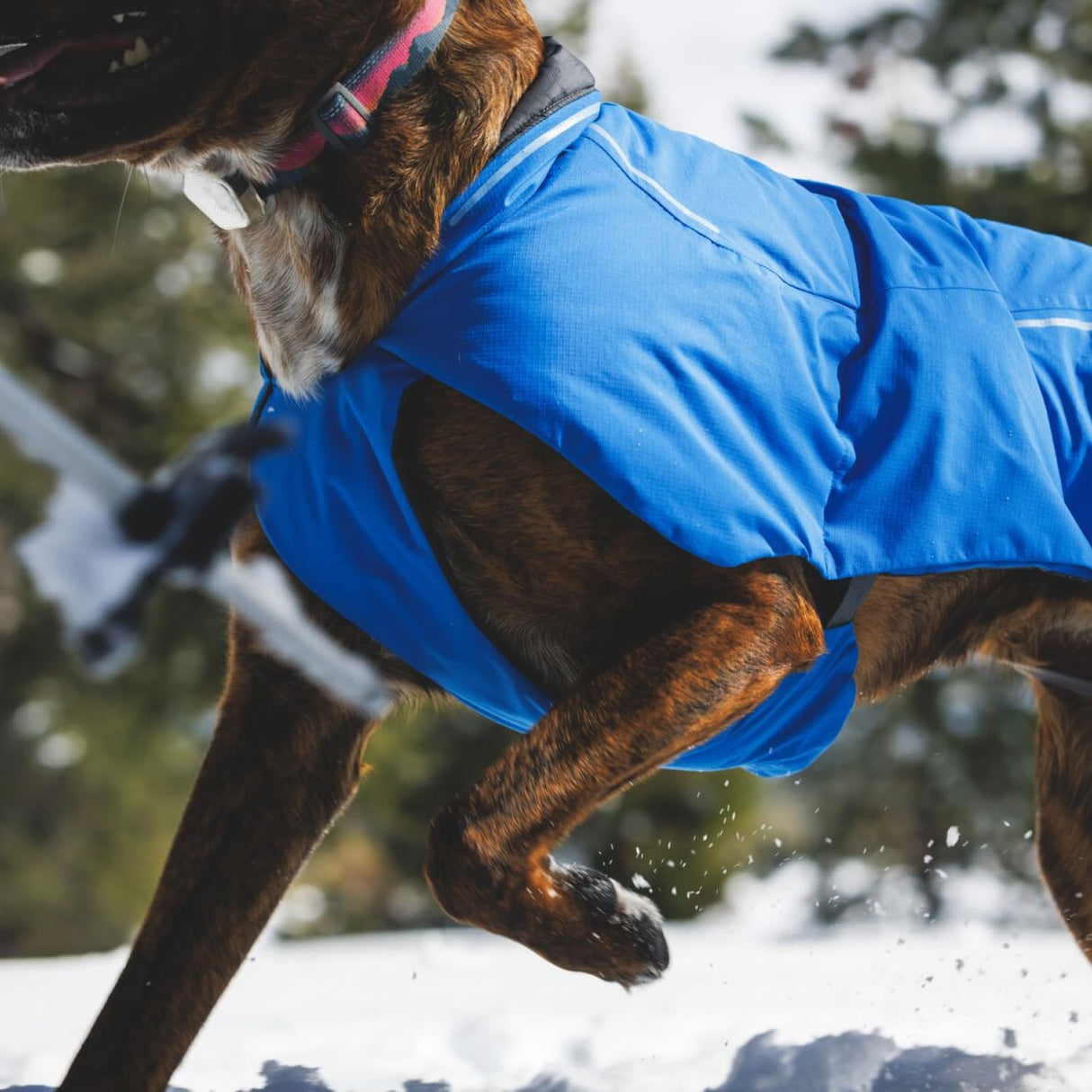 Ruffwear, Vert Dog Winter Jacket, Insulated Waterproof Dog Coat with Harness Leash Portal, Breathable Design with Leg Loops, Windproof Extended Coverage, Reflective Trim, Blue Pool, Large