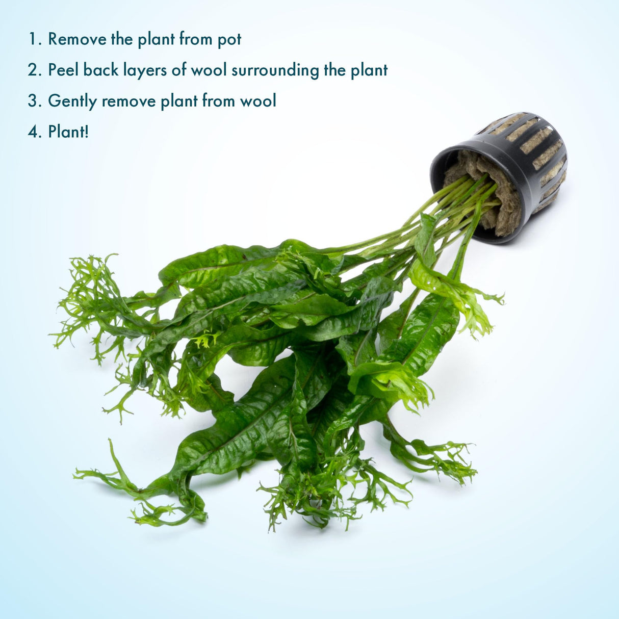 SubstrateSource Java Fern Live Aquarium Plants - Potted Freshwater Plant for Fish Tanks - Beginner Friendly, Low Light (Windelov, 1 Pot)