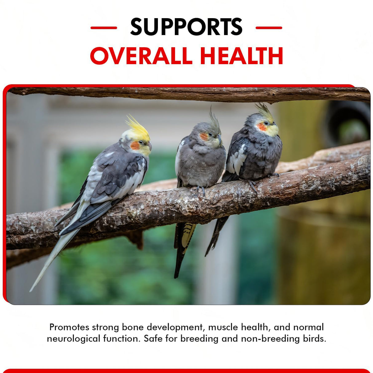 Morning Bird Calcium Plus Liquid for Birds – Bird Vitamins for Strong Eggshells, Healthy Bones, and Baby Bird to Support Growth, Breeding, and Wellness for All Birds 2 Fl Oz