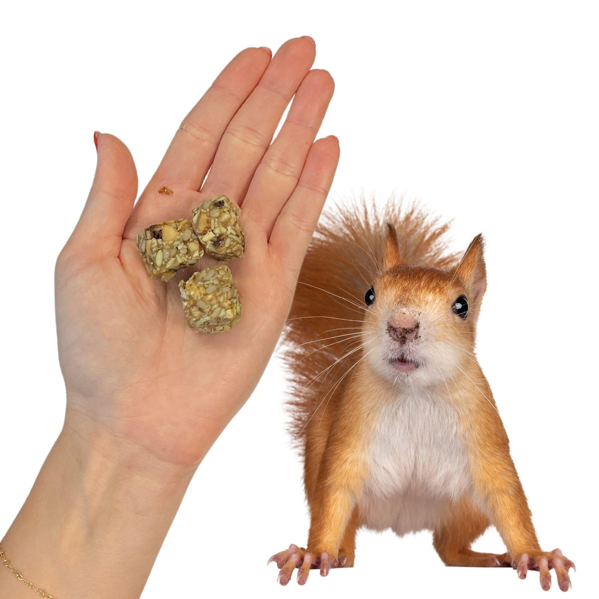 Exotic Nutrition Squirrel Beneficial Blocks - Healthy & Unique Supplemental Food with Nuts & Seeds, 20 oz
