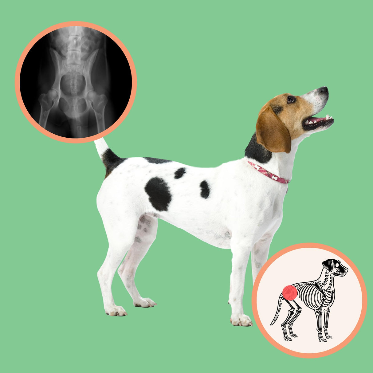 Extend Joint Care for Dogs - Hip and Joint Supplement Powder - Glucosamine for Dogs - Joint Pain Relief - MSM - Mobility & Flexibility Support - Advanced Joint Health - Made in USA