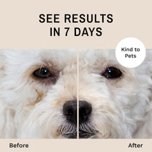 Load image into Gallery viewer, Eye Envy Dog Tear Stain Remover Starter Kit with ProPowder Brush | Stain Solution, Applicator Pads, Stain Powder and Small Applicator Brush | Lasts 30-45 Days