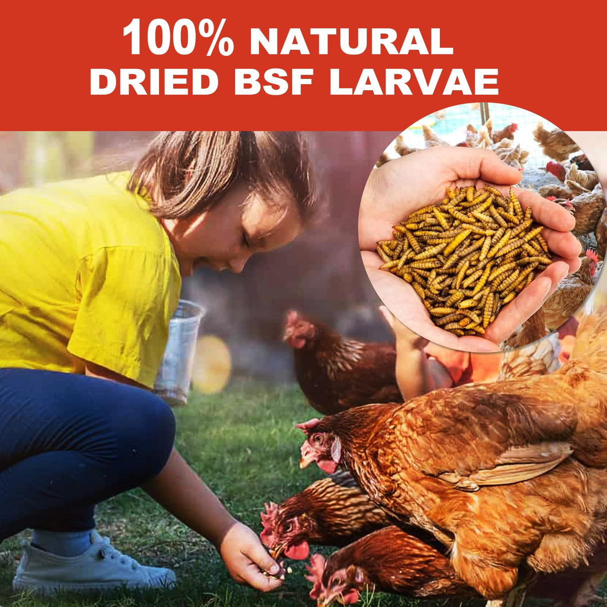 GOLDWORMS 10LB Dried Black Solider Fly Larvae, BSFL is High Protein Chicken Feed with 85x More Calcium Than Dried Mealworms, Poultry Treats, Chickens Love, Birds Love, Hens Love, Ducks Love