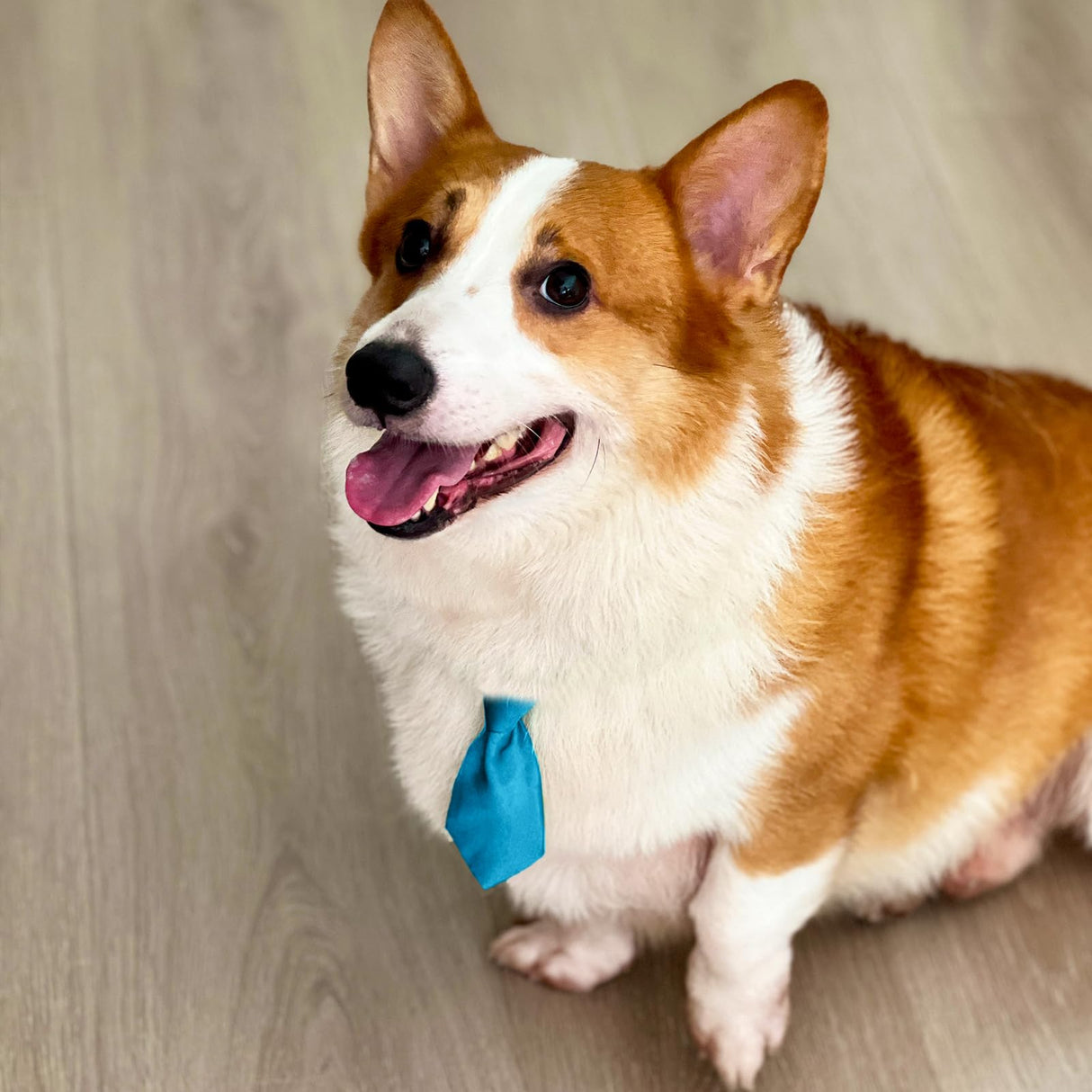 Small Dog Neck Ties - DORUI 20 PCS Birthday Gift for Dog Neck - Adjustable Pet Ties for Pet Grooming Daily Wearing Birthday Photography Holiday Festival Party(Small)