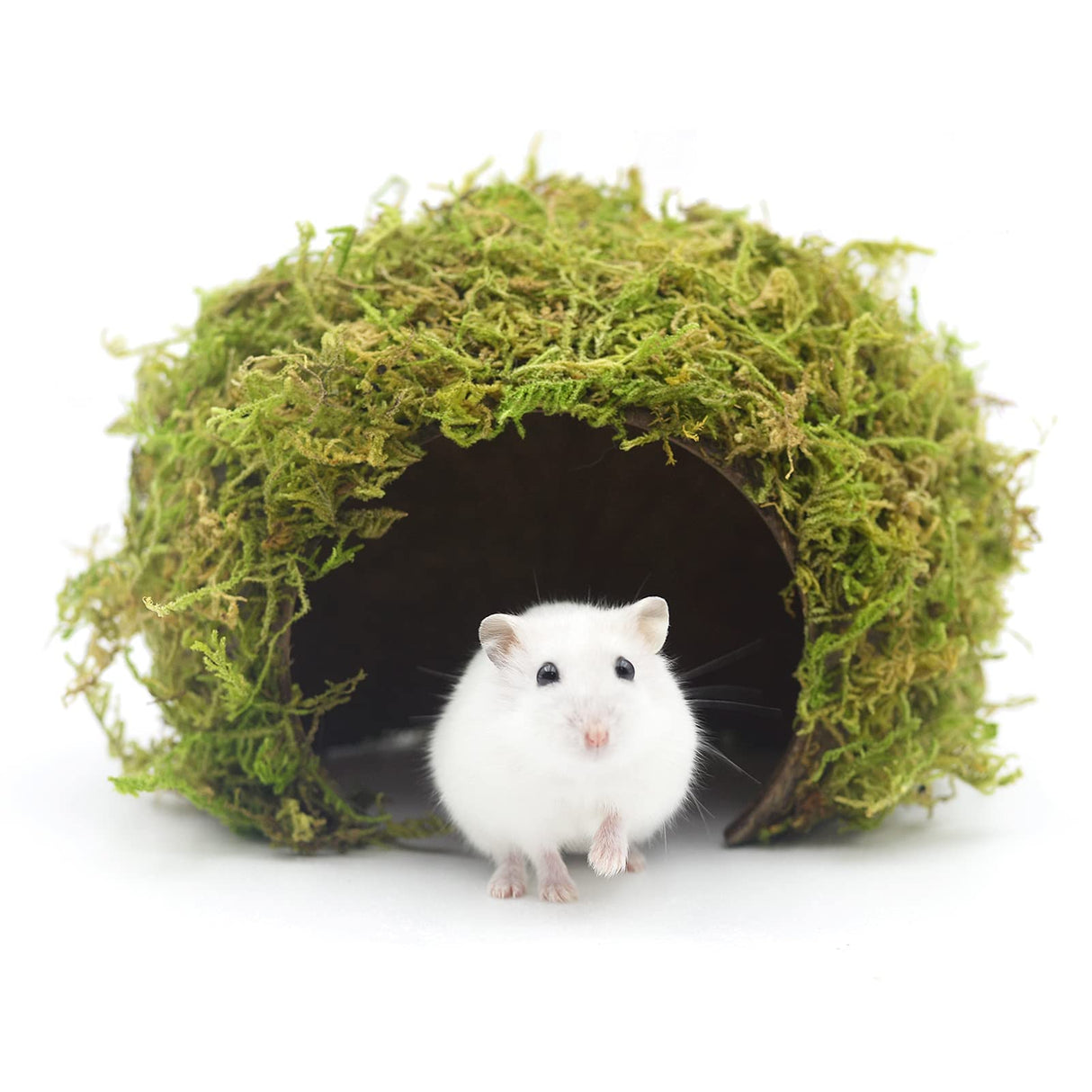 SanmooAio Hamster Hideout - Large, Natural Moss, Handcrafted for Syrian Hamsters, Rats & Guinea Pigs, Safe & Eco-Friendly