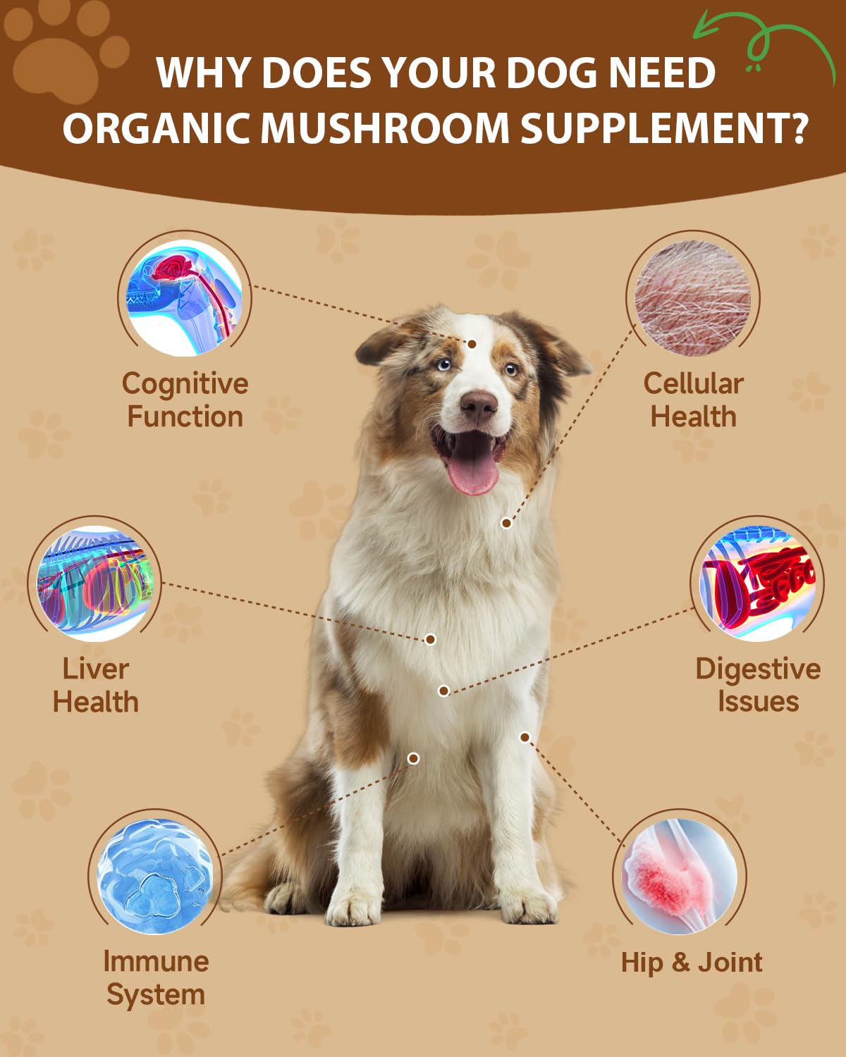 Mushroom for Dogs - Turkey Tail for Dogs - 9 Organic Mushroom Supplement with Turkey Tail, Reishi, Lions Mane - Hip & Joint, Skin & Coat, Digestive, Cellular, Immune Health Support - Chicken Flavor
