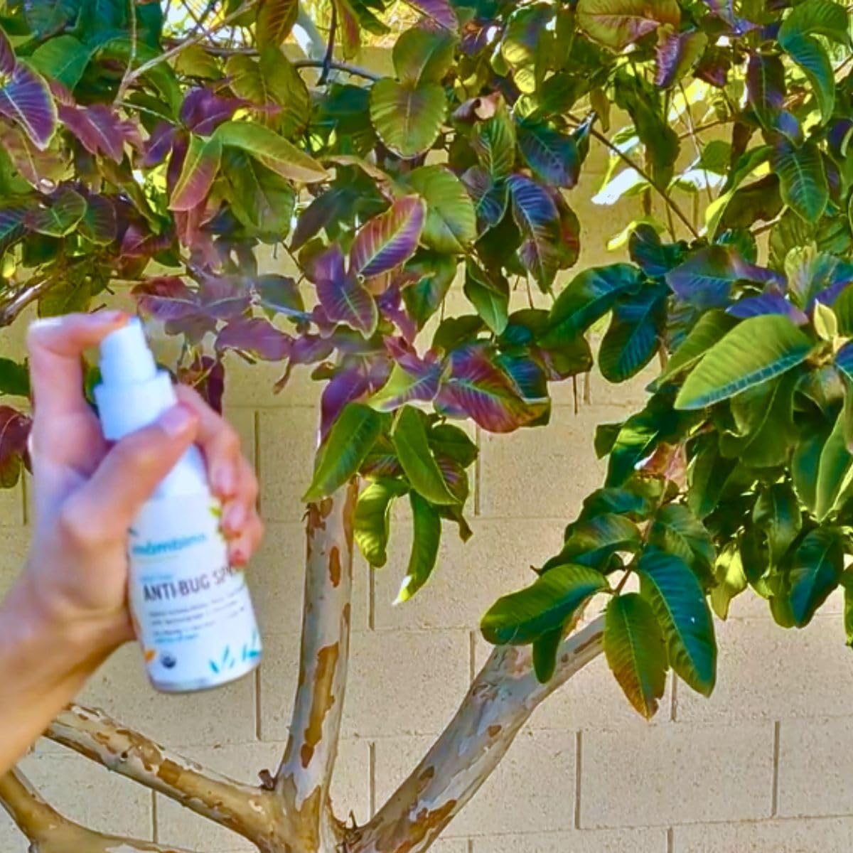 Anti-Bug Spray DEET-Free – Organic, All-Natural Bug Spray Travel Size Made with Nourishing Essential Oils – Bug Repellent for Babies, Kids, Adults, Camping, & More by Mambino Organics, 3-Pack, 2.7 Oz.