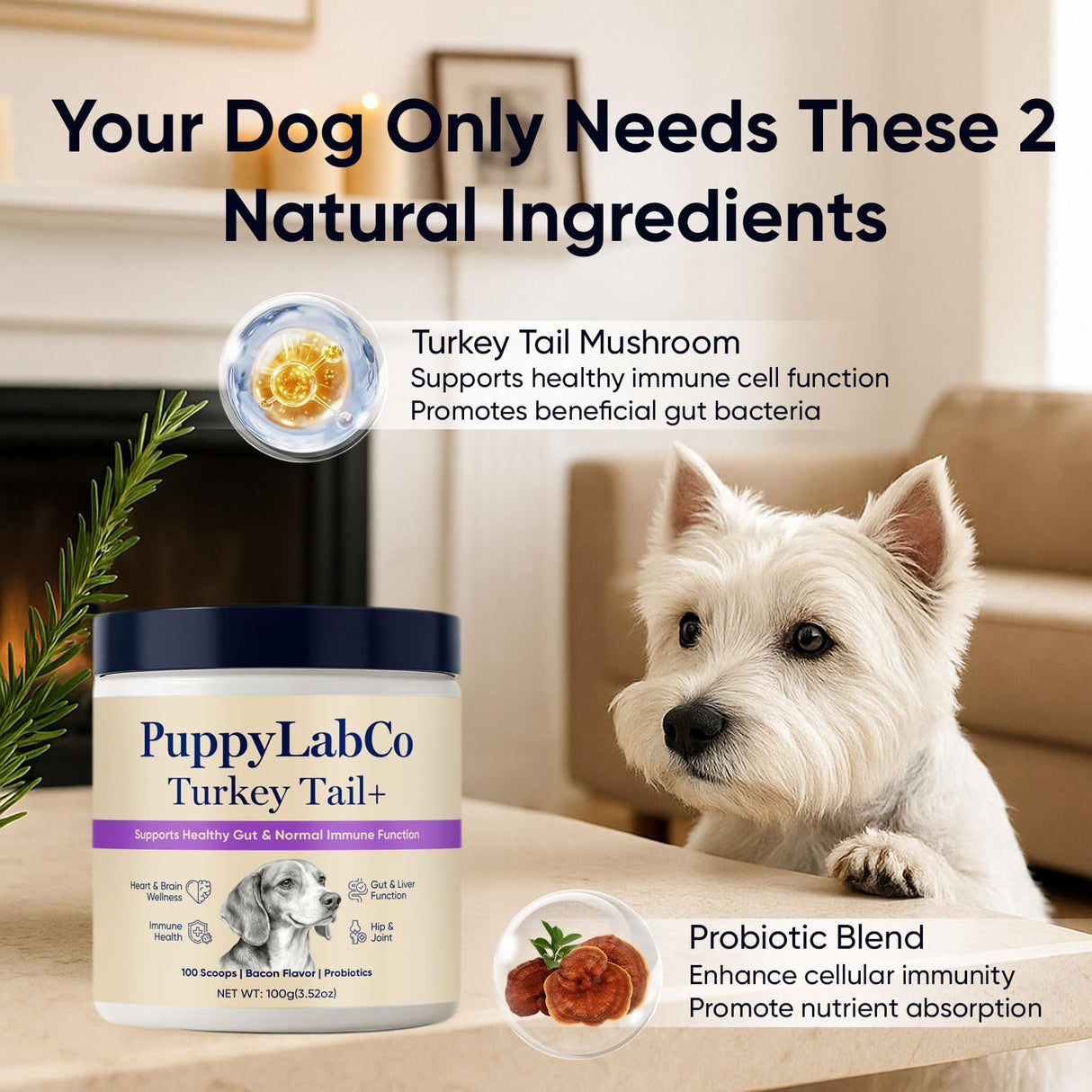 Puppy Lab Co Turkey Tail Mushroom for Dogs - Puppylabco Turkey Tail for Gut & Immune Supports, 100 Scoops | Bacon Flavor | Probiotics 100g (1)