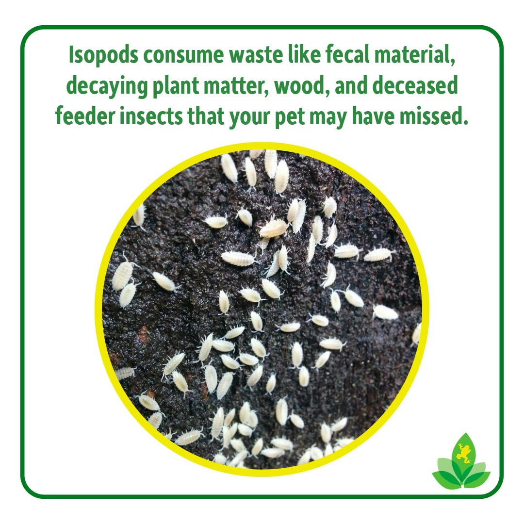 Josh's Frogs Dwarf Tropical White Isopods (25 ct) and Temperate Springtails (8oz) Bioactive Clean Up Crew Bugs Bundle