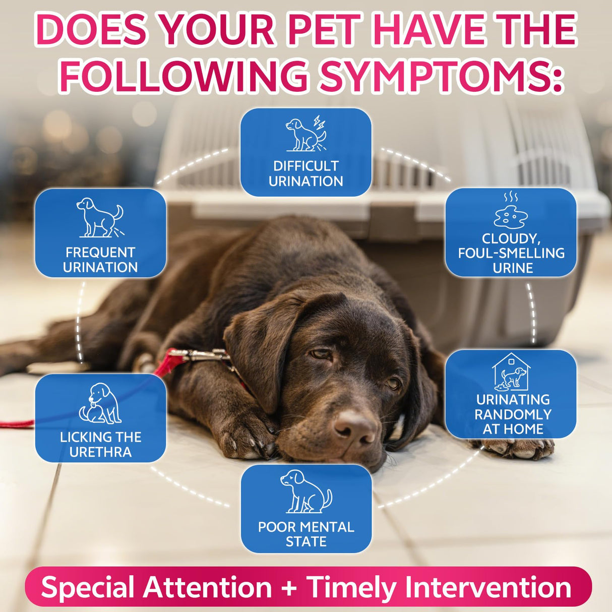 WEALLIN Cat & Dog Natural Urinary Tract Infection Treatment with Cranberry, Kidney, and Bladder Support Supplement, Support for Urinary Comfort & Bladder Flow – Pet Renal Care Support Drops