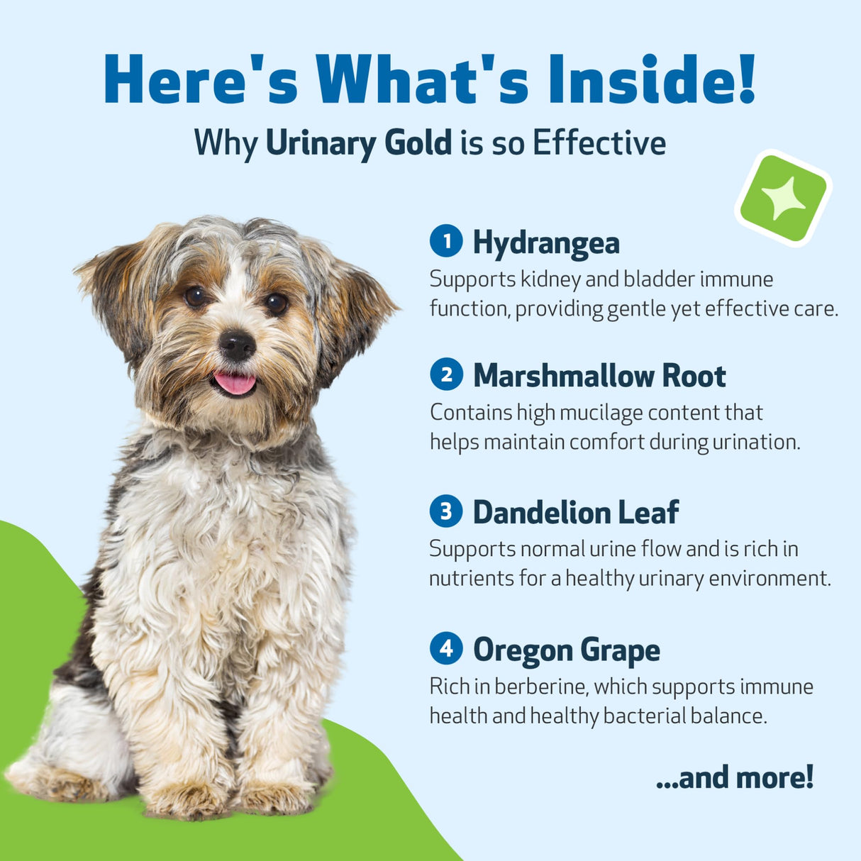 Pet Wellbeing Urinary Gold for Dogs - Vet-Formulated Multi-Herb Urinary Tract Support - Bladder Health & Urinary System Wellness - Natural Dog Supplement - Liquid Formula 2 oz (59ml)