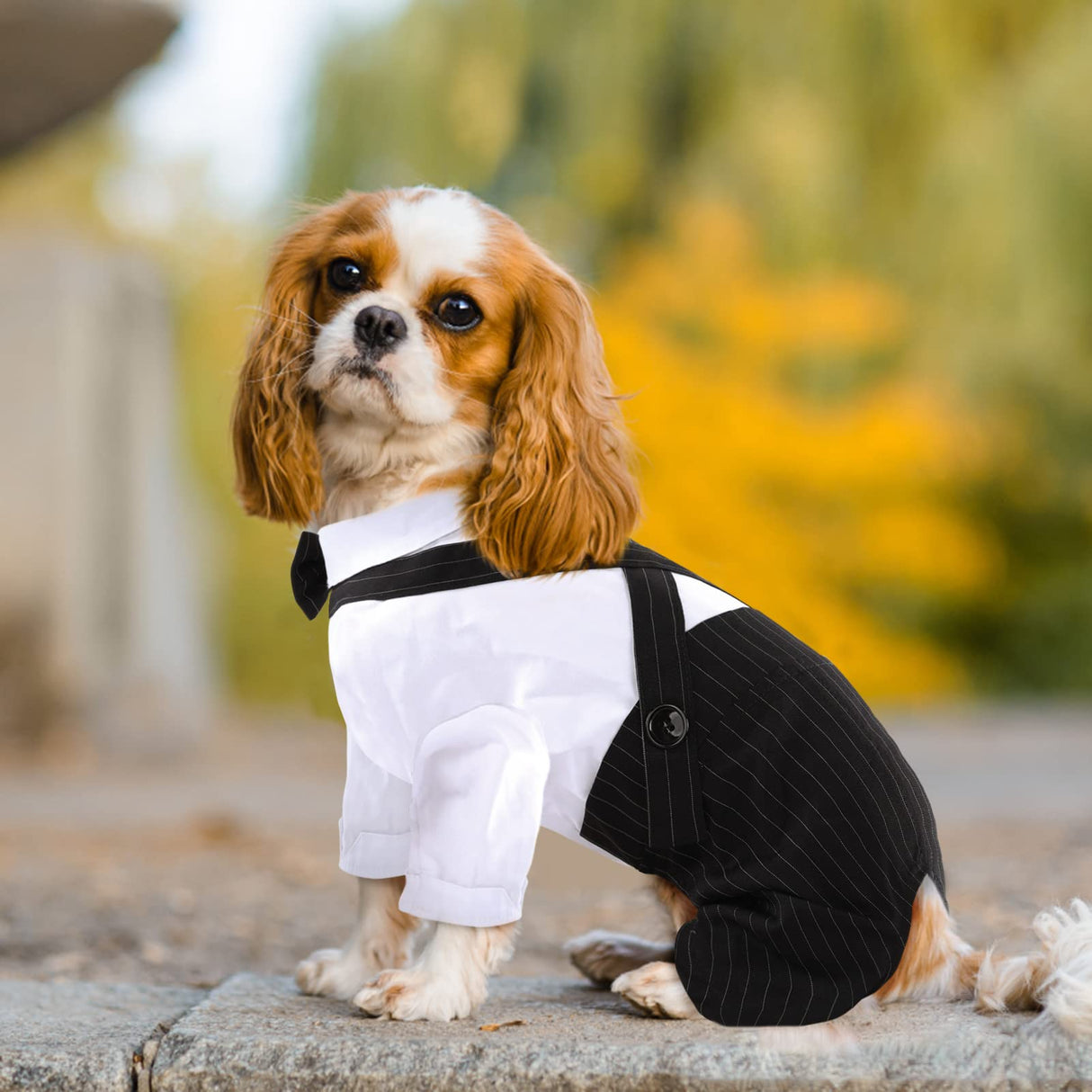 ASENKU Cute Dog Tuxedo for Small Dogs, Handsome Tuxedo for Dogs with Black Bow Tie for Party Birthday Wedding, Beautiful Dog Outfit for Frenchie, Boston Terrier