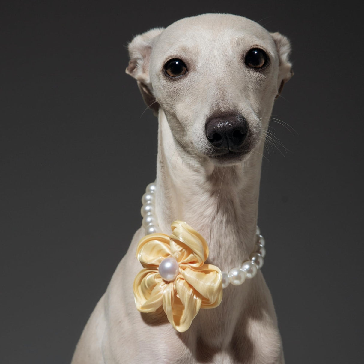 Elegant Pearl Flower Dog Necklace – Adjustable & Stylish for Weddings, Birthdays, and Parties (Yellow, L(18.5-20.5 inches))