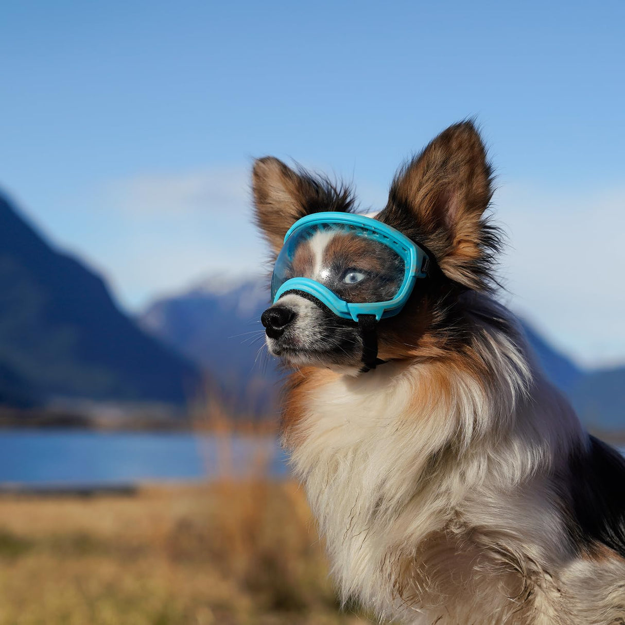 Rex Specs V2 Dog Goggles (Medium, Big Horn Blue)