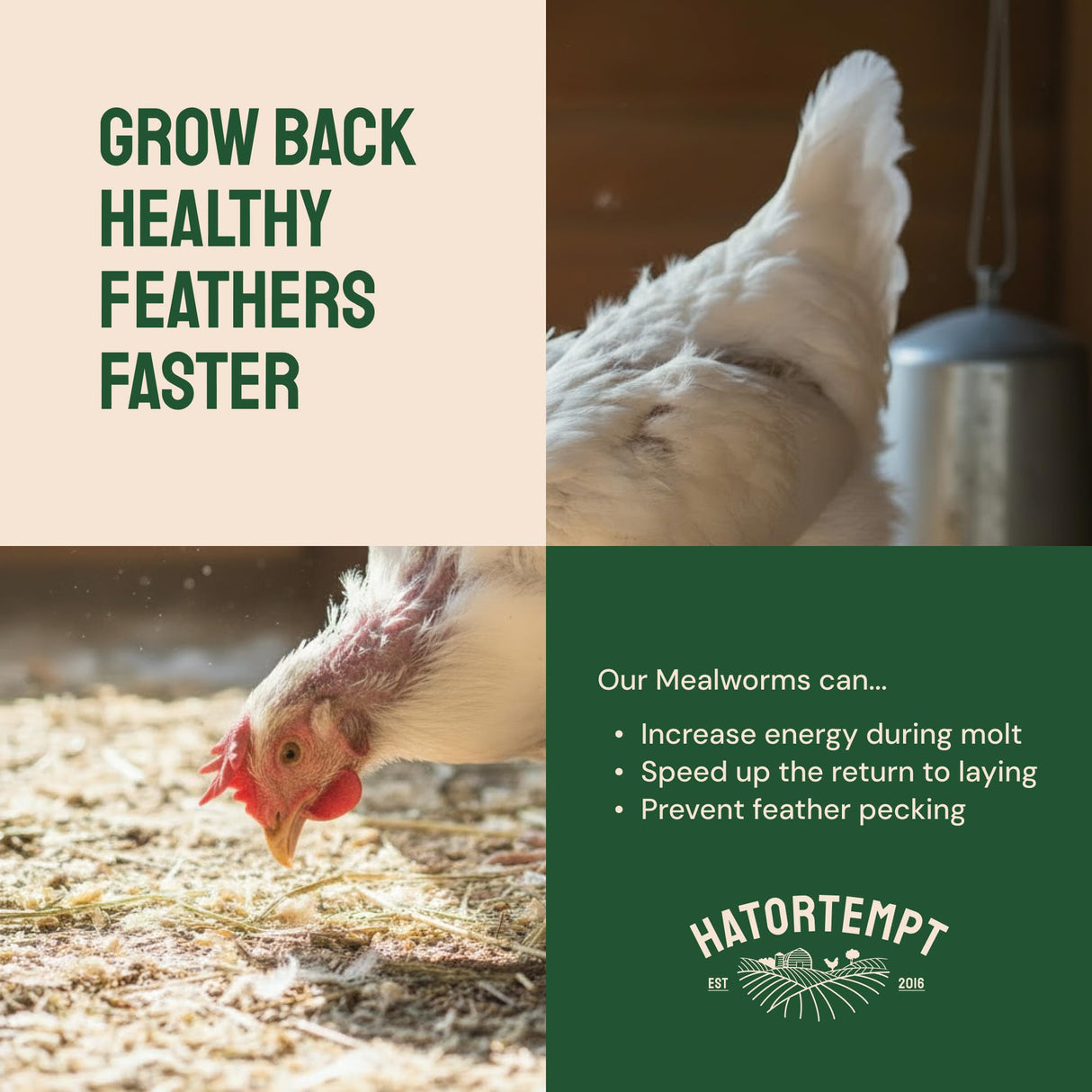 Hatortempt Dried Mealworms - Non-GMO & Organic - High-Protein Mealworms for Wild Bird Food, Ducks & Chickens (5lb)