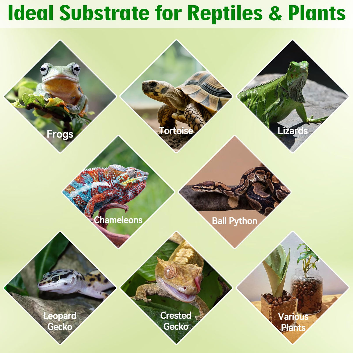 Halatool Reptile Substrate 8QT Leca Clay Pebbles for Reptiles Organic Hydroballs Bioactive Drainage Layer Terrarium Bedding for Leopard Gecko Tortoise Frog Lizard Ball Python