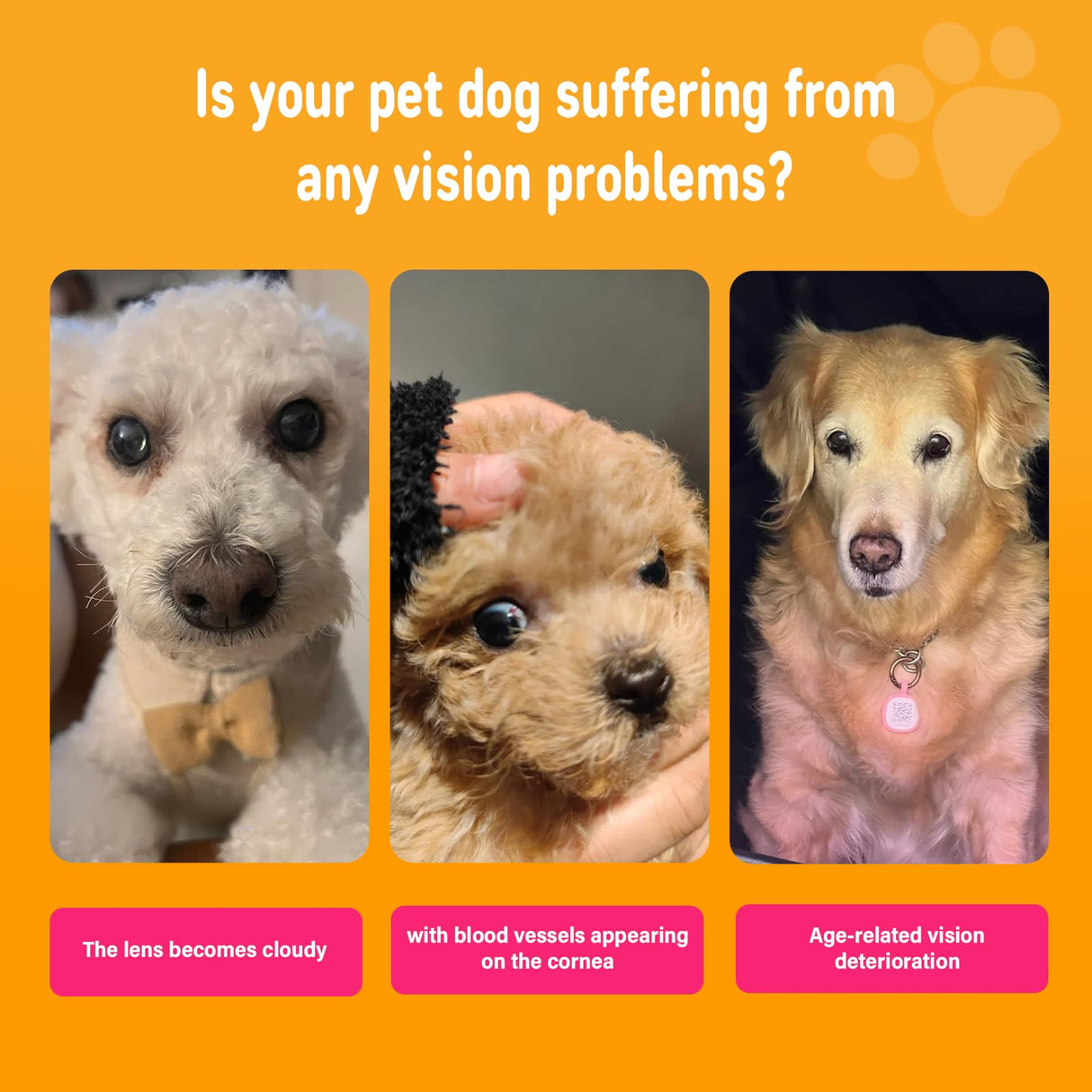 Nutridog Eye Supplements for Dogs - Vision Support Soft Chews with Lutein, DHA & Vitamin C | 120ct Salmon Flavor Tear Stain Chews | Cataract & Dry Eye Relief Supplement (120 Ct, Salmon)