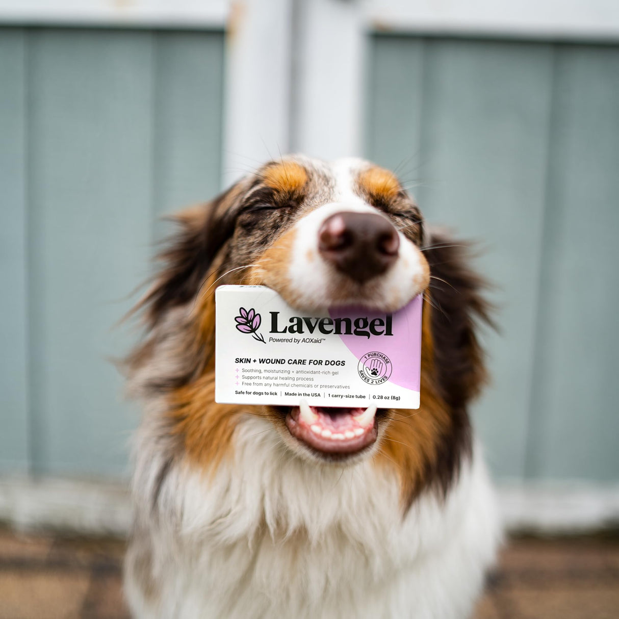 Lavengel for Dogs - Reduces Skin Irritations and Itching - Effective Wound Care and Hot Spot Treatment