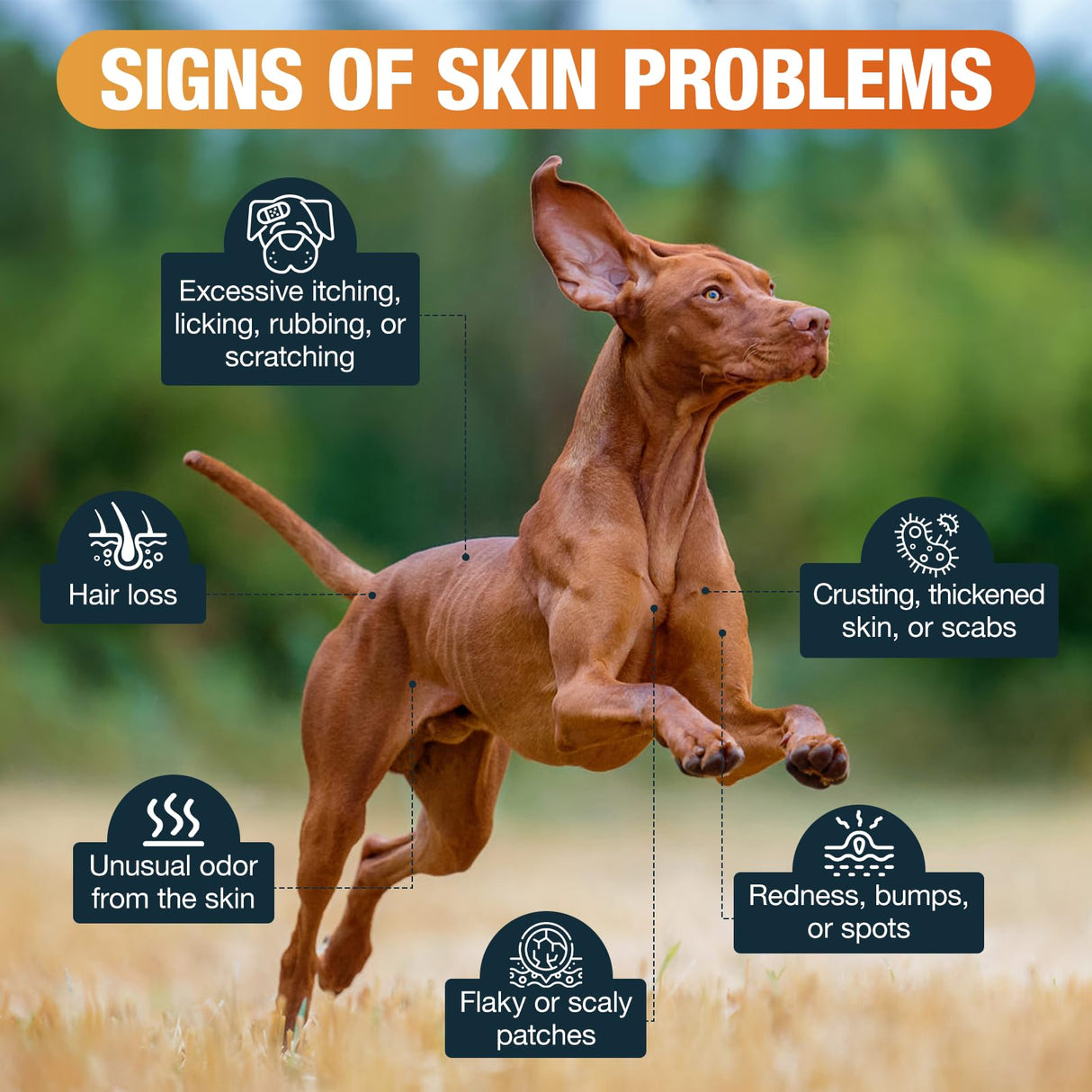 Dog Yeast Infection Relief - 60ml Herbal Pet Supplement, Soothes Itching & Odor, Supports Skin Flora Balance, Safe for Puppies to Senior Dogs, Easy-Dose Dropper