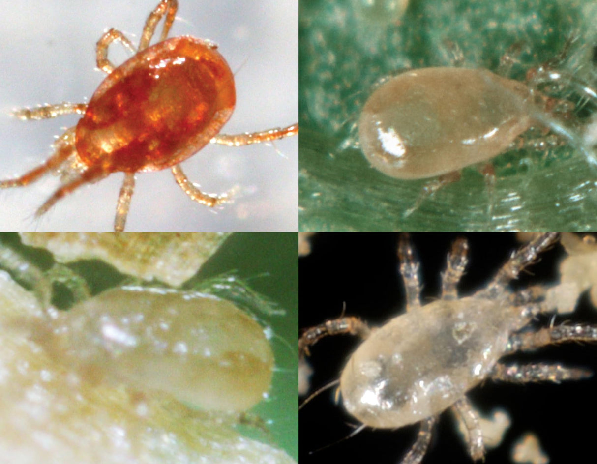 2,000 Live Adult Predatory Mites - A Mix of Predatory Mite Speciesl - Ships Next Business Day!l