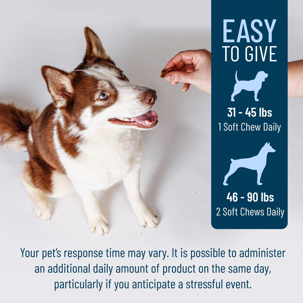 Nutramax Solliquin Calming Support for Dogs, Behavioral Health Supplement with L-Theanine, Magnolia/Phellodendron, and Whey Protein Concentrate, Soft Chews, 75 Count