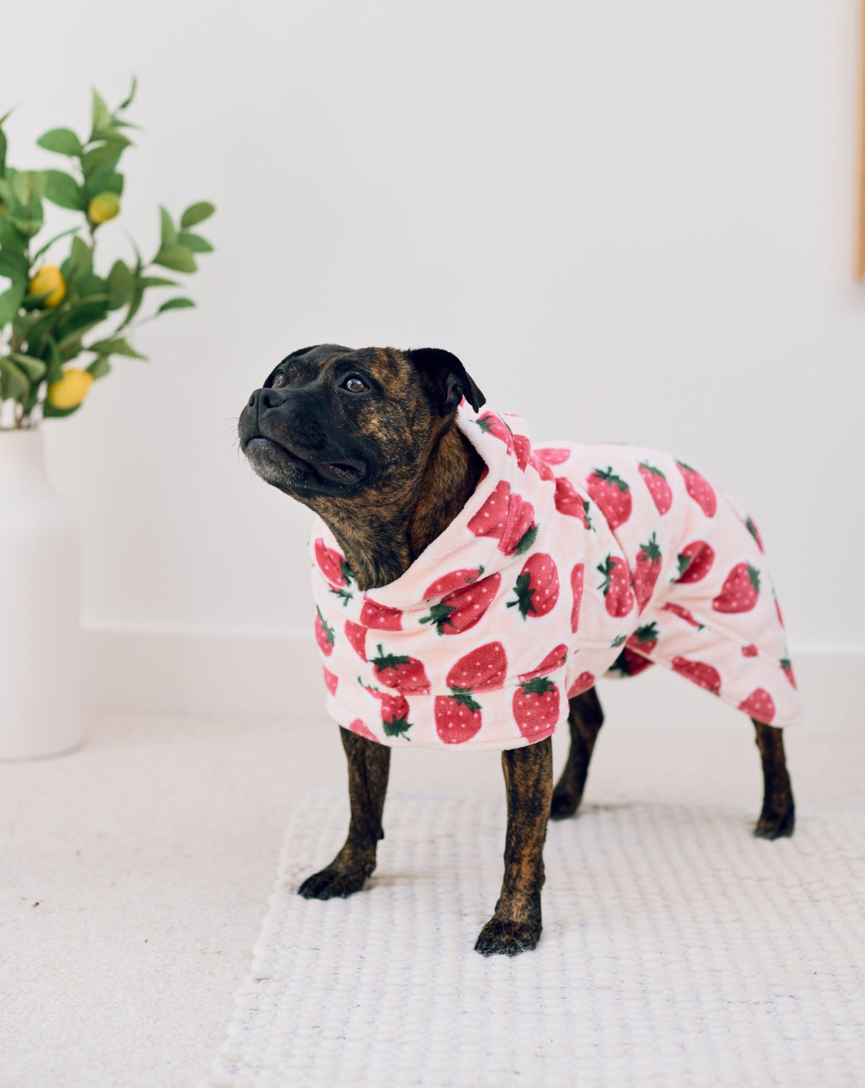Darren & Phillip Calming Dog Robe for All Breeds - Ultra-Soft Strawberry Dog Robe with Adjustable Belly Strap - Perfectly Matches Womenβs Plush Robe - Medium