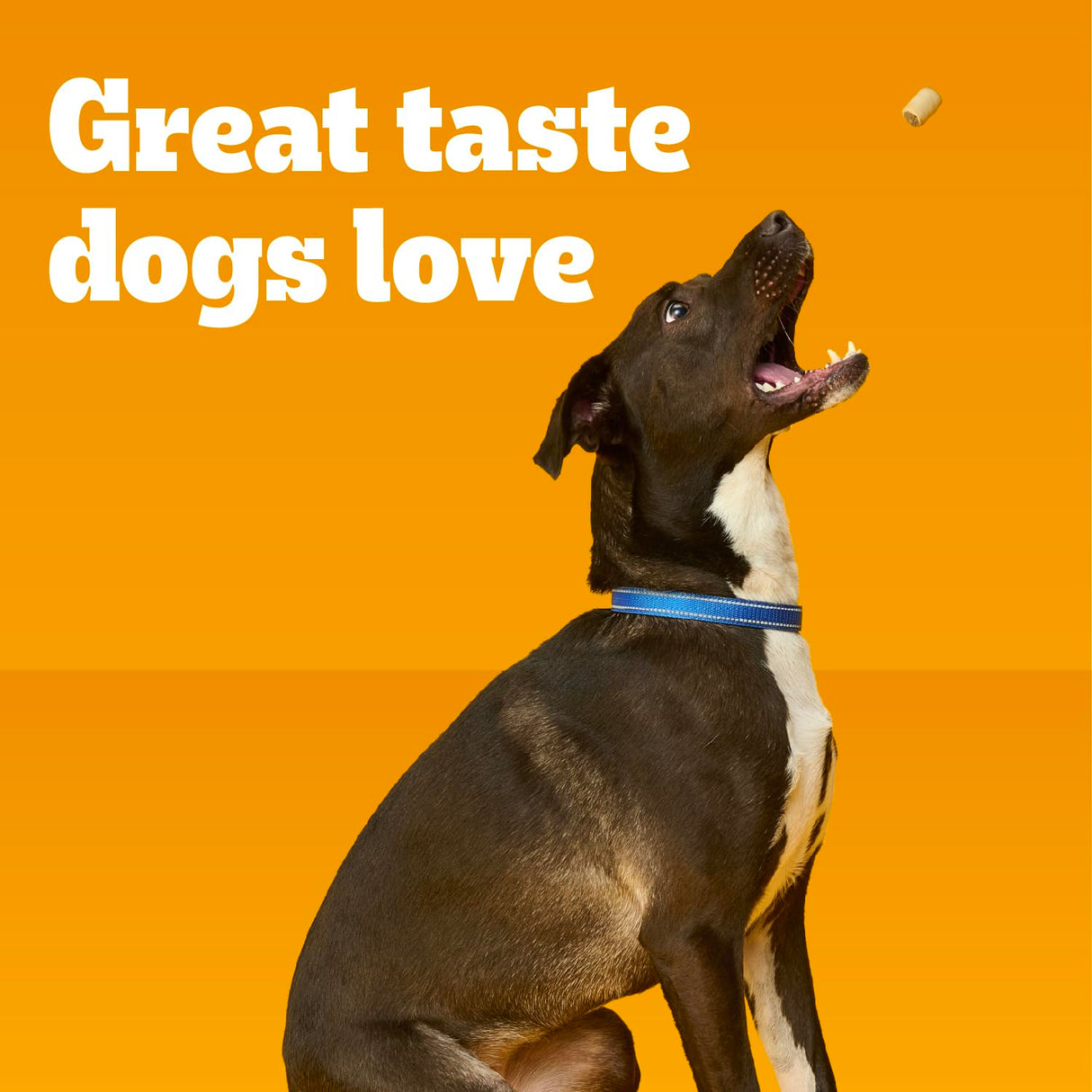 Pedigree Dry Dog Treats MarroBone, Real Beef Flavor, 6 lb. Bag (Pack of 1)