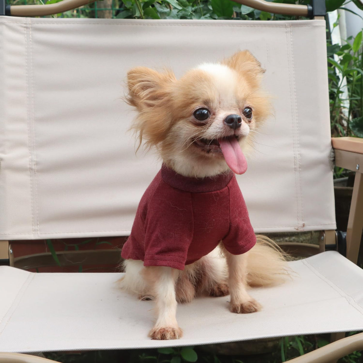 LOPHIPETS Everyday Soft Cotton Dog Short Sleeve T-Shirt for Small Dogs Breeds | Fits 10-14 lbs | 2-Pack Navy & Red, X-Large