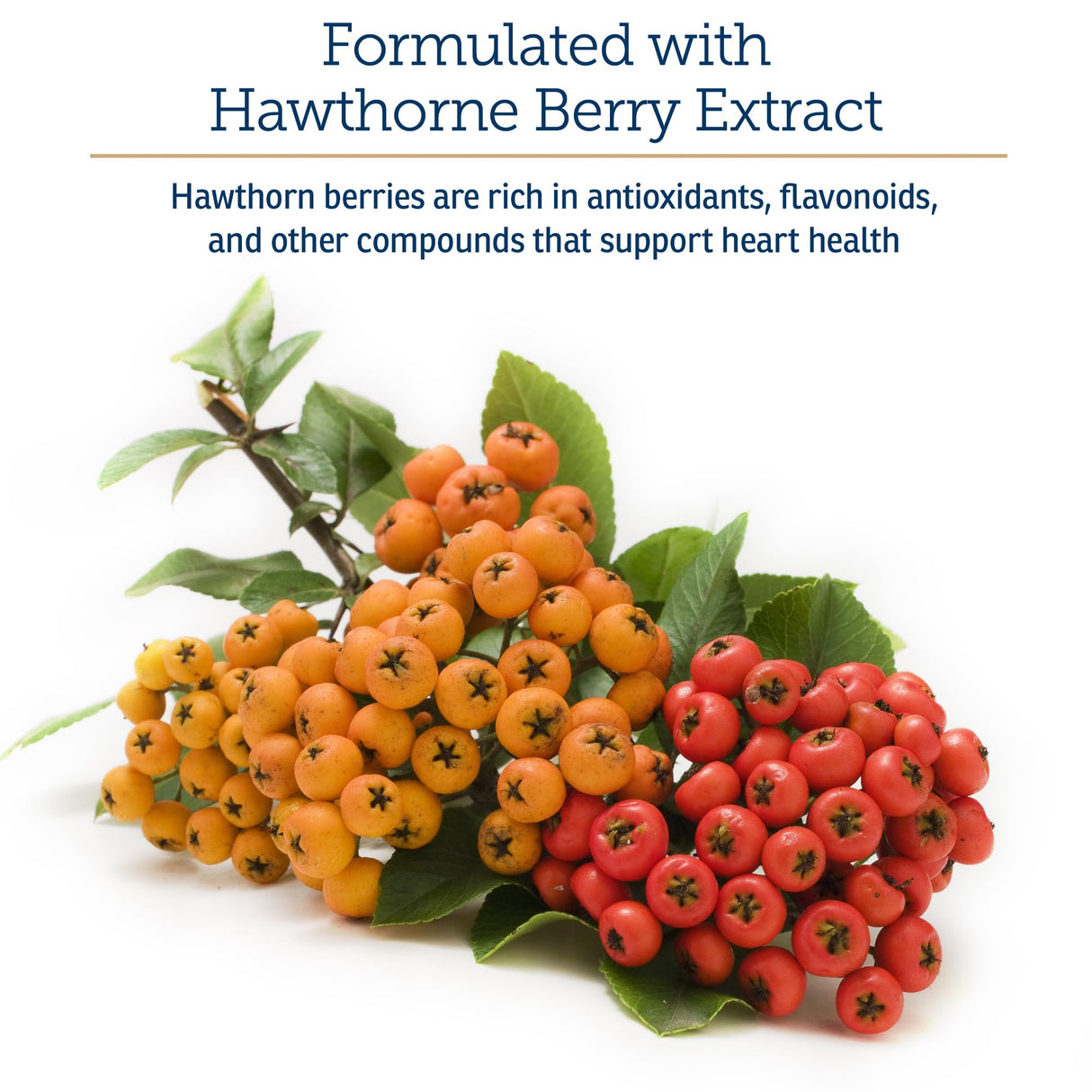 Rx Vitamins Formula CV - Hawthorn Berry Capsules with Taurine for Dogs & Cats - Heart Health Supplements Enhanced with Magnesium and Potassium - Senior Dog Vitamins and Senior Cat Vitamins - 90ct