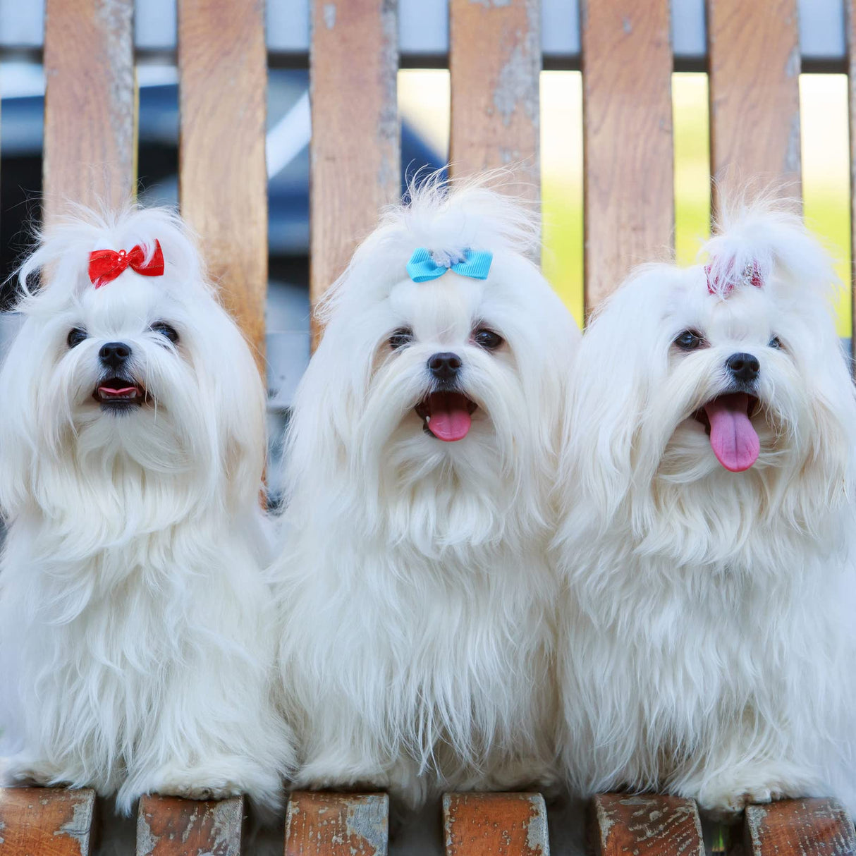 Yunsailing 100 Pcs/ 50 Pairs Cute Dog Bows Dog Hair Bows with Rubber Bands Puppy Hair Clips Grooming Accessories Multicolor Small Pet Handmade Bowknot for Pet Female Accessories