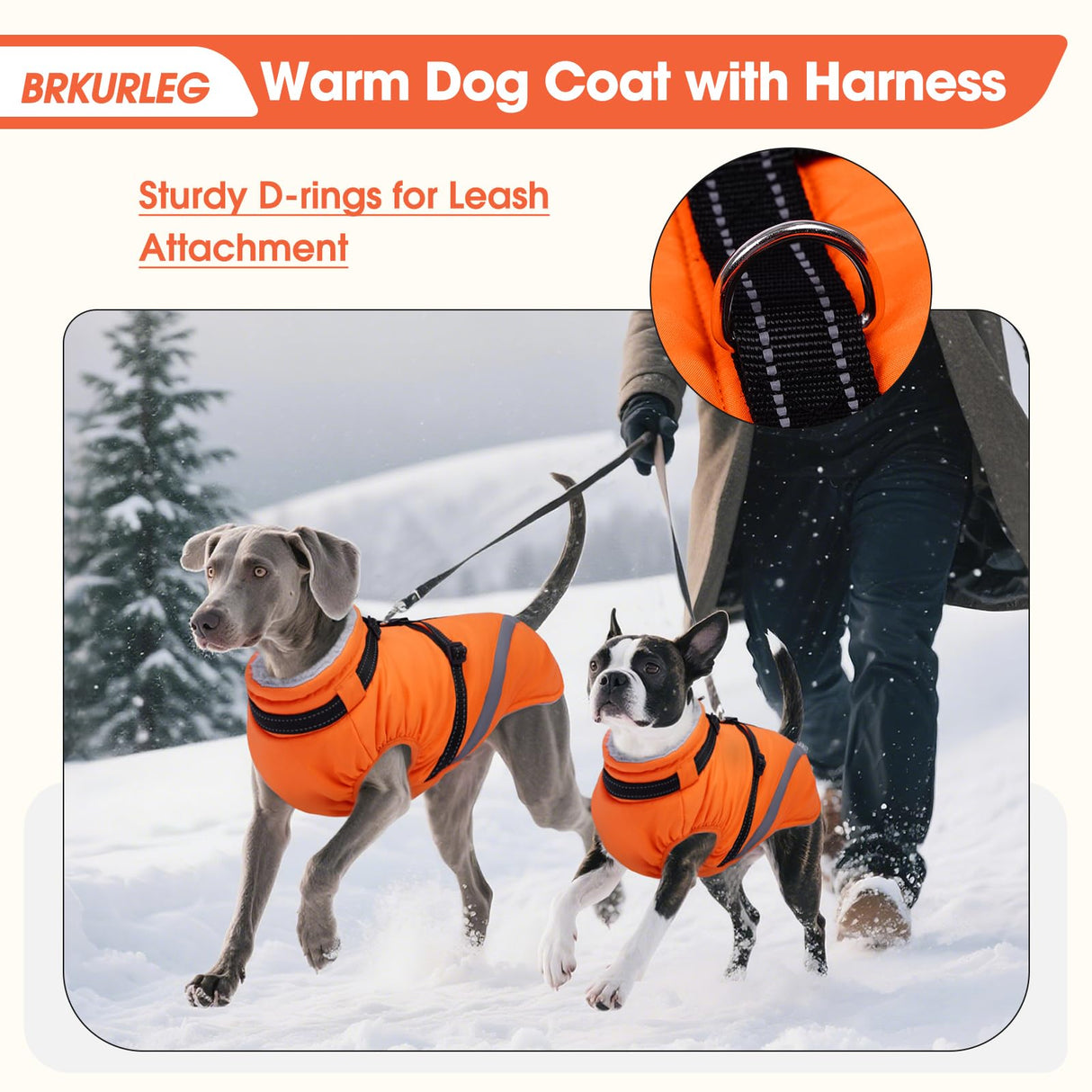 BRKURLEG Dog Winter Jackets for Large Dogs, Dog Coat with Harness Built in, Dogs Snowsuits with Zipper, Waterproof Windproof Pet Puffer Jacket Fleece Vest for Labrador, Dalmatian, Orange XXL