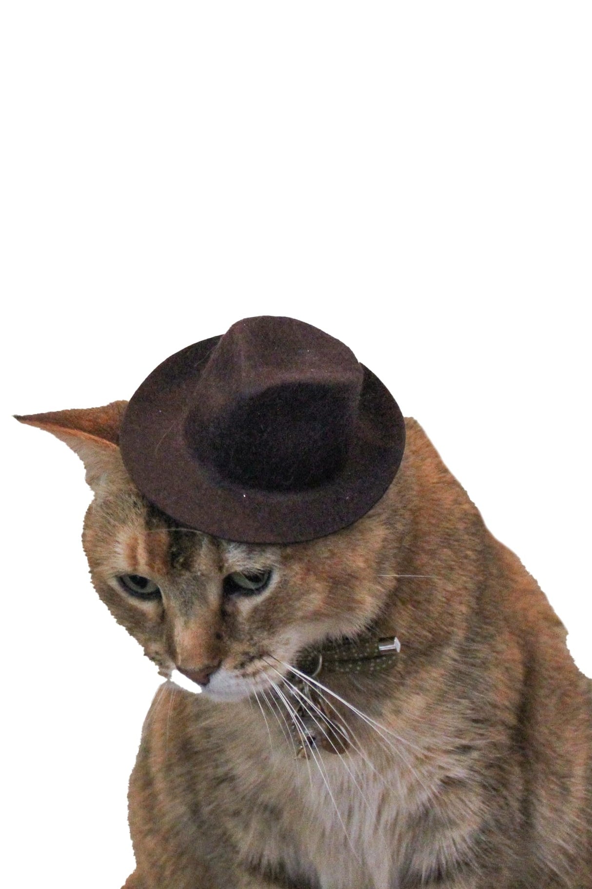 Indiana Jones Fedora for your Cat, Indiana Jones hat for Dog or Pet