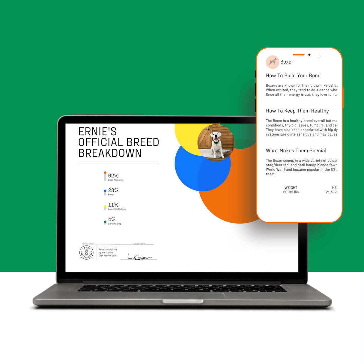 DNA MY DOG β Trusted & Affordable Breed Identification Test | 350+ Breeds Identified w/ 99%+ Accuracy | Complete Breed Analysis, Personality and Behavior Insights | Easy Cheek Swab, Results in 2 Weeks