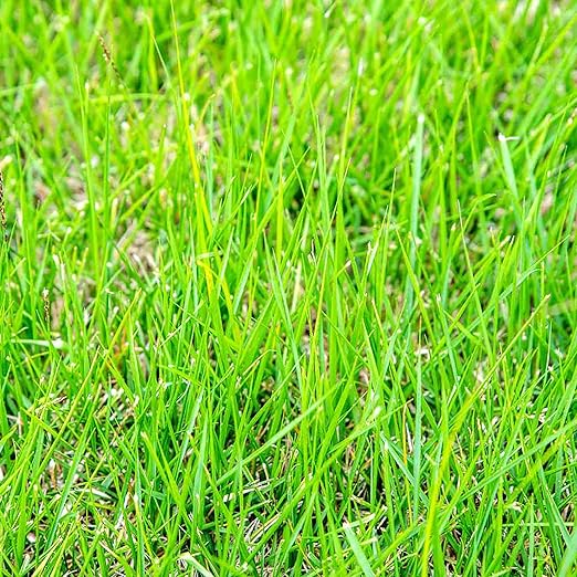 GENERIC Zoysia Grass Seeds-Zoysia Emerald Grass-1/8 lb
