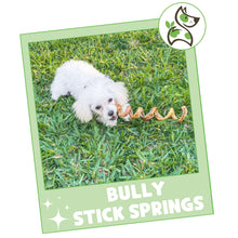 Load image into Gallery viewer, Nature Gnaws Bully Stick Springs for Dogs 7-8" (6 Count) - Long Lasting for Aggressive Chewers - Natural Curly Beef Dog Chew Bones - Rawhide Free
