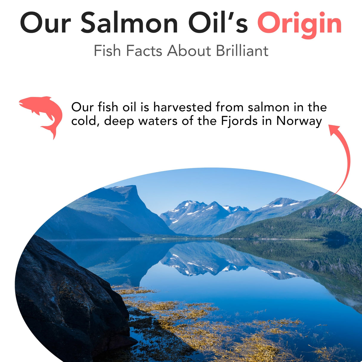 Salmon Oil for Dogs - Healthy Skin & Coat, Natural Norwegian Omega 3 Fish Oil Food Supplement, EPA & DHA Fatty Acids, Ideal for Shedding, Allergy, Itching, Dry Skin, Joint & Bone Health - (2 x 16.9oz)