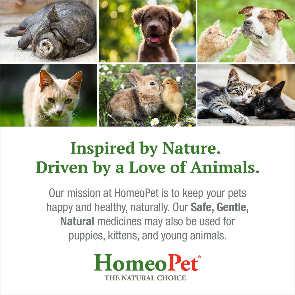 HomeoPet UTI+ Urinary Tract Relief, Safe and Natural Dog and Cat UTI Supplement, 15 Milliliters