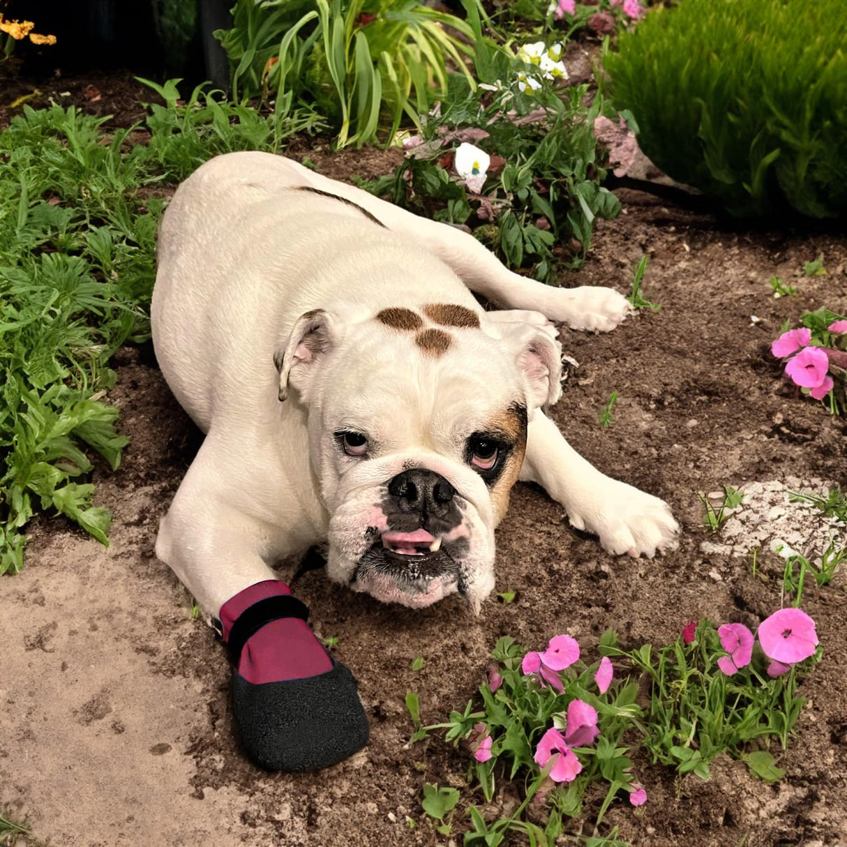 Double Dipped Thick Textured Waterproof Cotton Dog Socks | PawFlex Comfy Pawz Soft Indoor/Outdoor Pet Booties | Non-Slip Silicone Grip at Inner Wrist for No Twisting or Sliding Off| Adjustable Strap