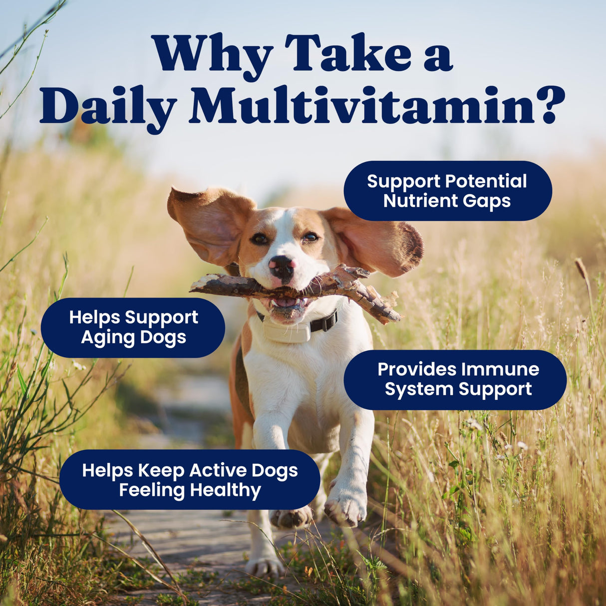 Solid Gold Dog Multivitamin - Soft Dog Vitamins & Supplements Chews - All-in-One Heart, Immune, Brain, Skin, Coat & Gut Health Support w/Vitamin C, B12, Probiotics & Antioxidants - Bacon Flavor 120ct