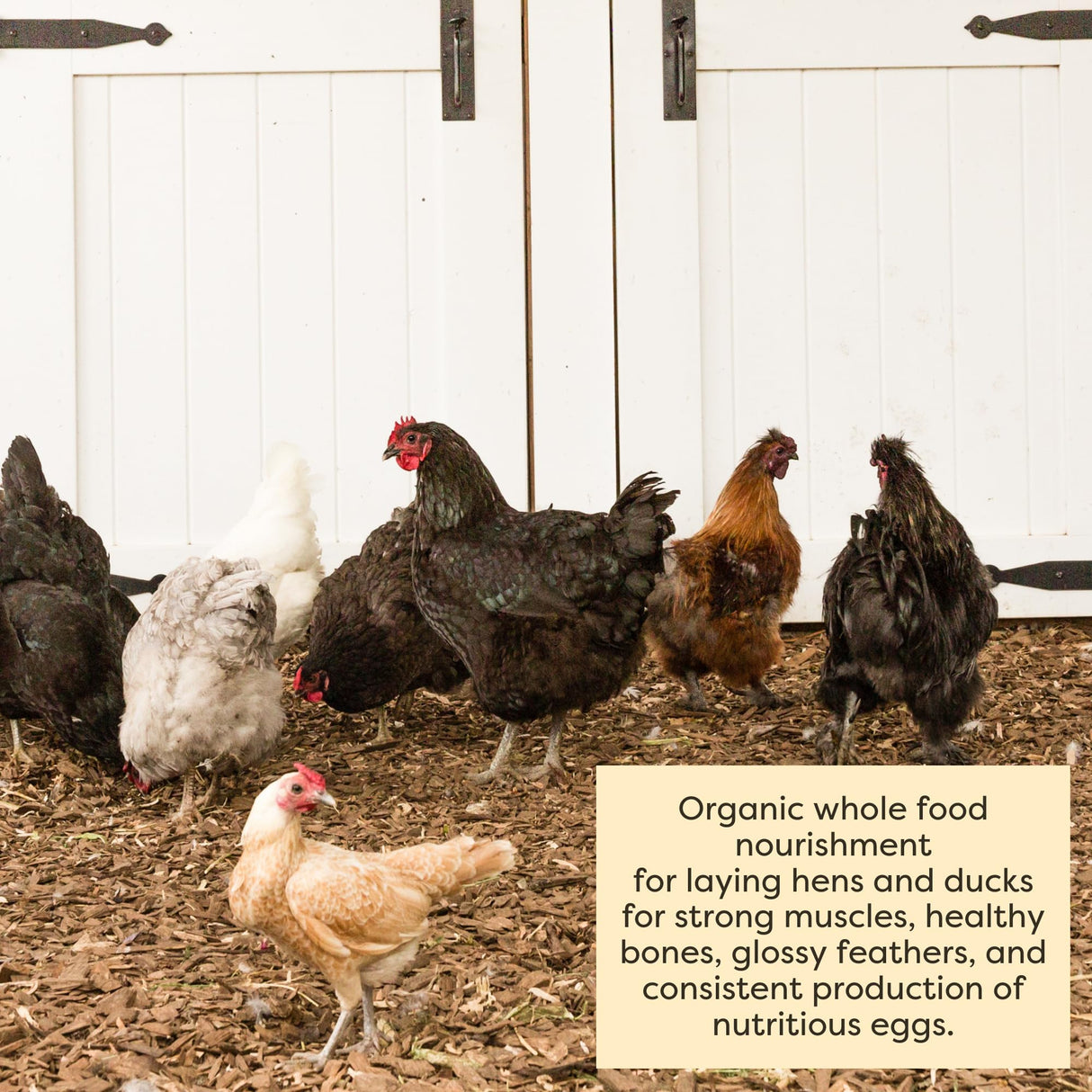 Scratch and Peck Feeds Whole Grain Layer Mash Chicken and Duck Feed - Corn-Free and Soy-Free - 16% Protein, Certified Organic and Non-GMO Project Verified Chicken Food - 50 lbs Bag