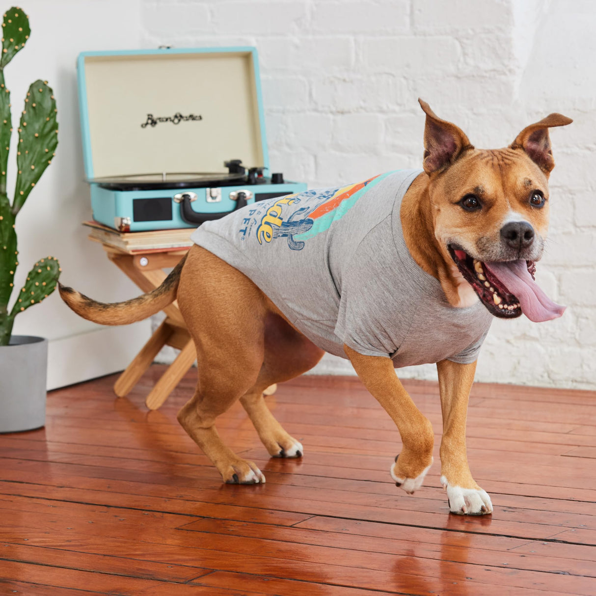 GF Pet - Graphic Tee Dog T-Shirt (Heather Grey, Medium)