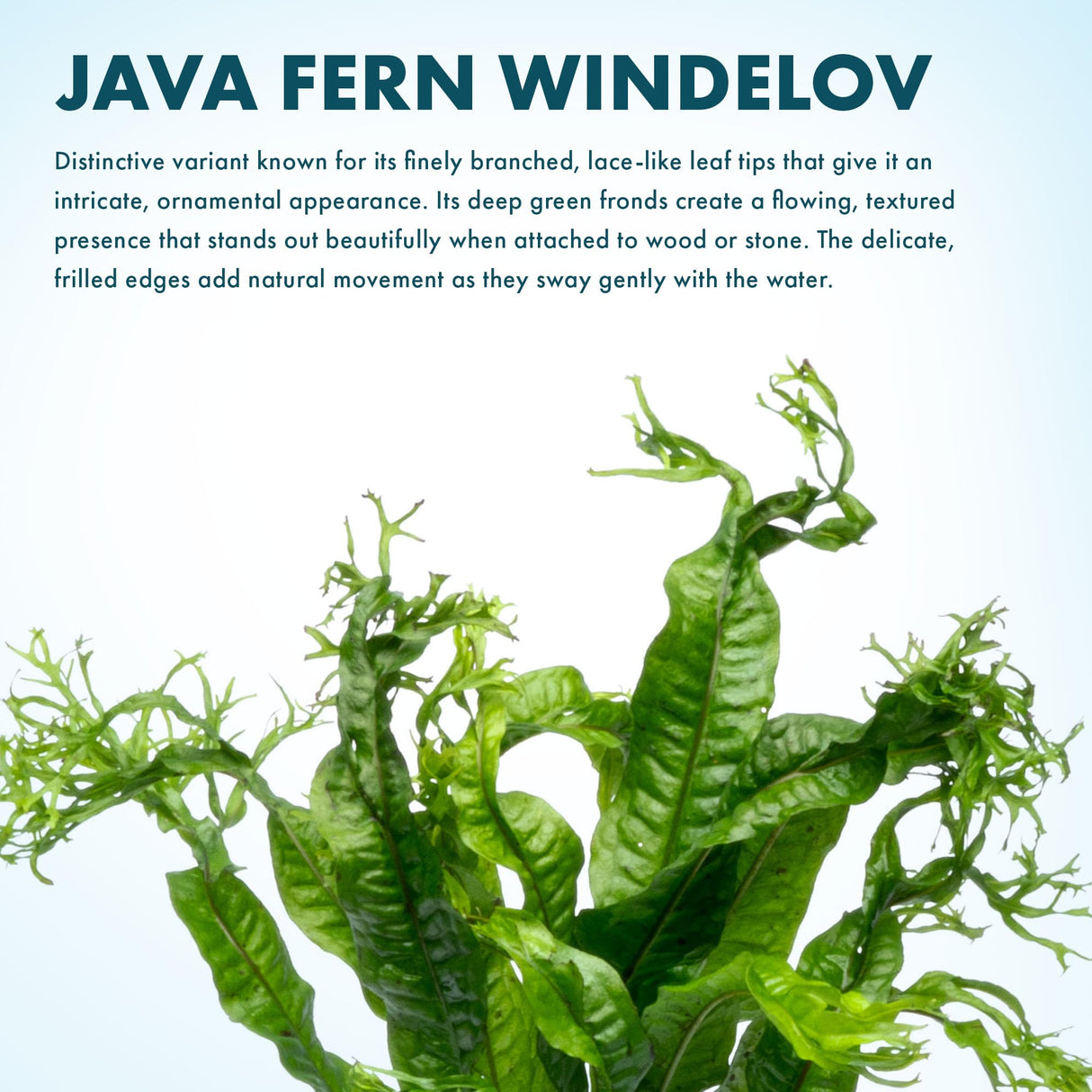 SubstrateSource Java Fern Live Aquarium Plants - Potted Freshwater Plant for Fish Tanks - Beginner Friendly, Low Light (Windelov, 1 Pot)
