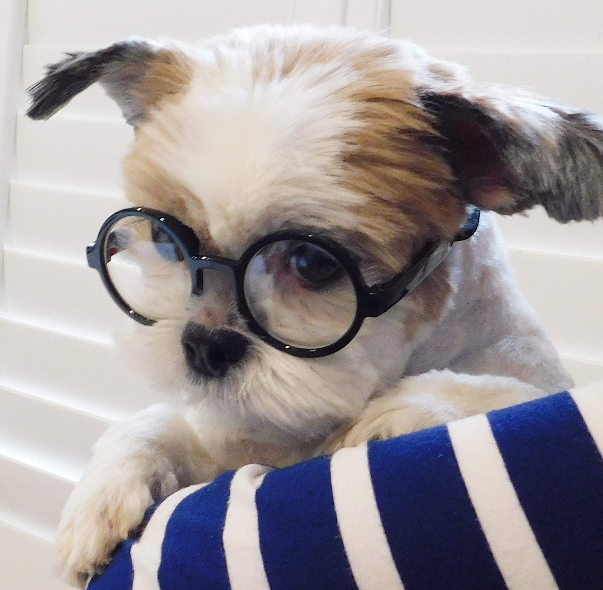 G015 Dog Cat Pet Costume Glasses Goggles for Small Breeds up to 15lbs (Round Black-Clear Lens)